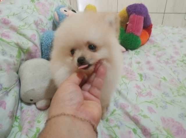 Foto 1 - Spitz alemo lulu da pomernia femea creme urso rj